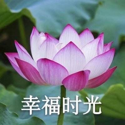 自动斗殴国际象棋游戏下载