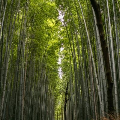 全民巨星2无限金币钻石下载